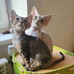 Attractive and adorable Doven Rex kittens available